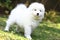 Samoyed Puppies