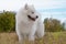 Samoyed puppy