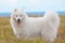 Samoyed puppy