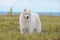 Samoyed puppy