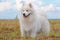 Samoyed puppy