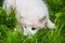 Samoyed puppy dog in the garden on the green grass