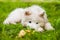 Samoyed puppy dog in the garden on the green grass