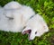 Samoyed puppy dog in the garden on the green grass