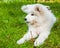 Samoyed puppy dog in the garden on the green grass