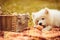 Samoyed puppy eating peach on the plain near picnic basket