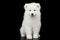 Samoyed Puppy isolated on Black background