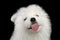 Samoyed Puppy isolated on Black background