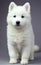 Samoyed Puppy Isolated On Grey Background