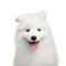 Samoyed Puppy isolated on White background