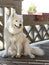 A Samoyed puppy with its mother dog lies on a wooden veranda