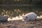 Samoyed puppy lies in the sand by the water`s edge. Small white baby dog on the gravel bank is kissed by the setting sun. In the