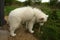 Samoyed puppy playing