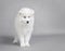 Samoyed puppy portrait