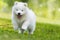 Samoyed puppy running in a meadow