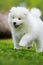 Samoyed puppy running in a meadow