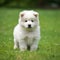 Samoyed puppy standing on the green meadow in summer green field. Portrait of a cute Samoyed pup standing on the grass with a