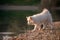 Samoyed puppy stands at the water`s edge of a lake. Small white baby dog on the gravel bank is kissed by the setting sun. In the