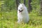 Samoyed puppy in the wood