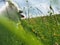 Samoyed Relaxing in the Meadow