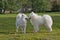 Samoyed running in a grass field. Dog walking and playing in park. Happy pet in the wild. This dog also known as the Bjelkier.