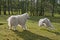 Samoyed running in a grass field. Dog walking and playing in park. Happy pet in the wild. This dog also known as the Bjelkier.
