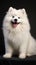 The Samoyed\\\'s portrait is a blend of elegance and fluffiness, with a plush coat, perky ears, and ey