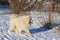 Samoyed - Samoyed beautiful breed Siberian white dog. The dog stands on a snowy path by the bushes and has his tongue out