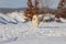 Samoyed - Samoyed beautiful breed Siberian white dog. The dog stands on a snowy path by the bushes and has his tongue out