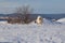 Samoyed - Samoyed beautiful breed Siberian white dog. The dog stands on a snowy path by the bushes and has his tongue out