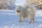 Samoyed - Samoyed beautiful breed Siberian white dog. Samoyed has his tongue out. The dog is fastened on a leash. There is snow in