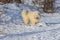 Samoyed - Samoyed beautiful breed Siberian white dog stands in the snow and has his tongue out. In the background are snow-covered