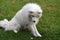 Samoyed sees a daisy flower in the meadow