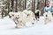 Samoyed sled dog racing