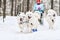 Samoyed sled dog racing