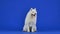 Samoyed Spitz sits in full growth in the studio on a blue background. The pet gets up, catches a red rubber toy ball on