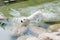 Samoyed swimming