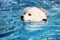 Samoyed swims in swimming pool