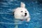 Samoyed wear life jacket in swimming pool.