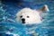 Samoyed wear life jacket in swimming pool.