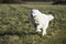 A Samoyed white Alaskan Husky