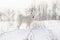 Samoyed white dog on snow