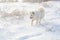 Samoyed white dog on snow