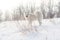 Samoyed white dog on snow