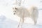 Samoyed white dog on snow