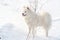 Samoyed white dog on snow