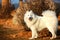 Samoyede