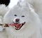 Samoyede dog running