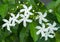 Sampaguita Jasmine