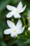 Sampaguita Jasmine